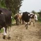 utique-ferme-bio-tunisie-14.jpg