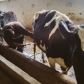 utique-ferme-bio-tunisie-15.jpg