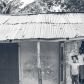 portrait-abricots-haiti--19.jpg